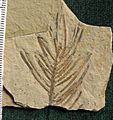 Abies milleri needles 01