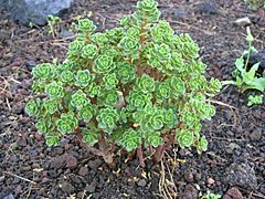 Archivo:Aeonium spathulatum ssp spathulatum