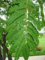 Albizia julibrissin leaves 01 by Line1