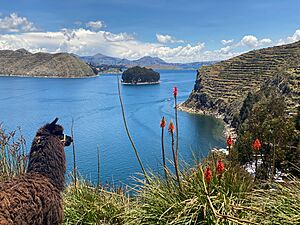 Archivo:Alpaca y la isla Challeca