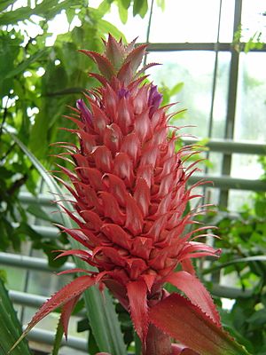 Archivo:Ananas macrodontes in a botanical garden in Münster, Germany