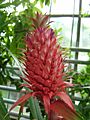 Ananas macrodontes in a botanical garden in Münster, Germany