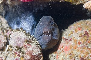 Archivo:Anarrhichthys ocellatus