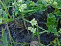 Apium prostratum 1