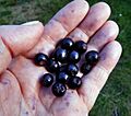 Aroniabär - (Aronia melanocarpa) - Ystad-2021