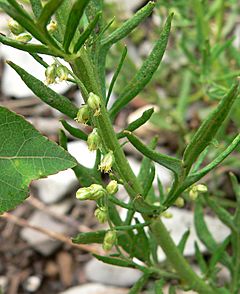 Archivo:Artemisia michauxiana 5