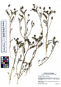 Astragalus didymocarpus var. didymocarpus (5946974149).jpg