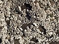 Barnacles