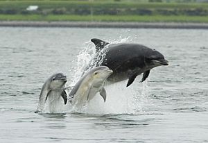 Archivo:Bottlenose dolphin with young