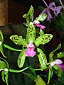 Cattleya guttata Orchi 04