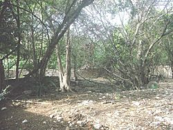 Archivo:Cenote Chapultepec, Mérida, Yucatán (01)
