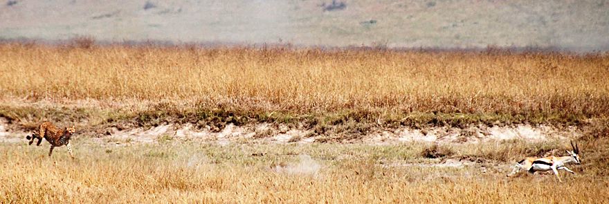 Archivo:Cheetah chasing Thompsons gazelle crop