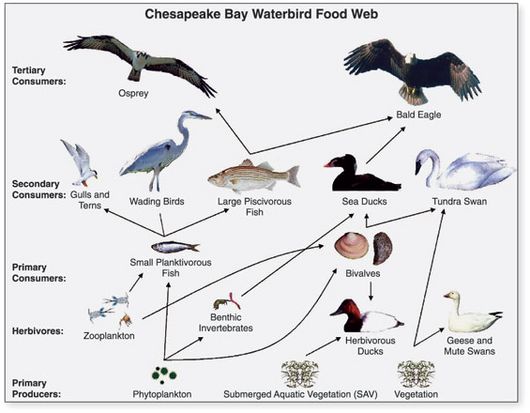 Archivo:Chesapeake Waterbird Food Web