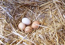 Archivo:Chicken eggs