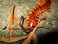 Chilopoda feeding, Sha Tin, Hongkong, 2006