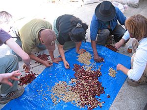 Archivo:Coffee beans being sorted and pulped