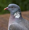 Columba palumbus -Quinton, Birmingham, England -head-8