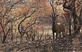 Comoe roan antelope