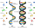 Difference DNA RNA-ES