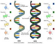 Difference DNA RNA-ES.svg