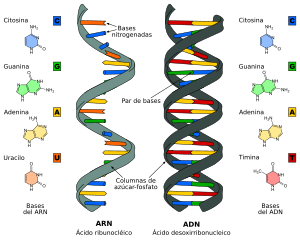 Archivo:Difference DNA RNA-ES