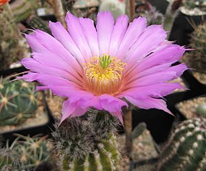 Archivo:Echinocereus palmeri 02