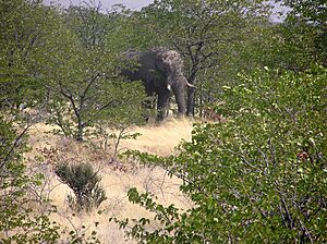 Archivo:Elefant etosha