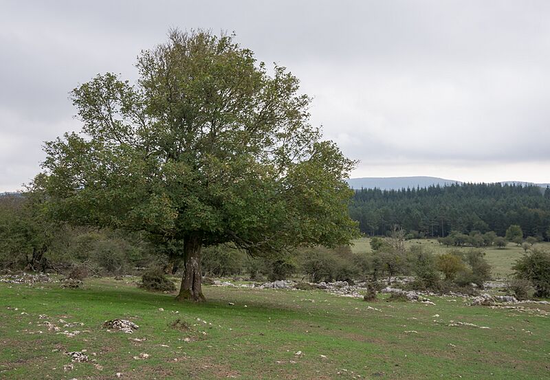 Entzia - Acer Campestre 02
