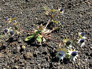 Archivo:Eryngium carlinae Irazu 1