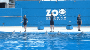 Archivo:Espectáculo en el delfinario, Madrid, España, 2017