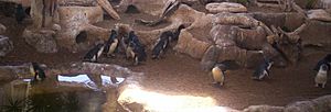 Archivo:Fairy-Penguins-at-Sea-World-2