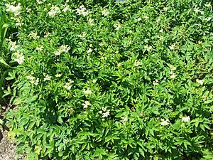 Archivo:Filipendula ulmaria european meadowsweet
