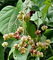 Fruit I IMG 9205