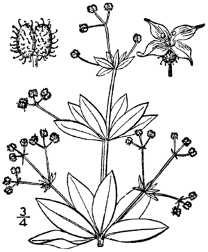 Archivo:Galium triflorum BB-1913