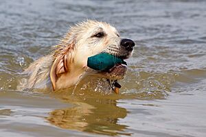 Archivo:Golden retriever dummytraining