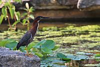 Archivo:Green Heron by a Pond