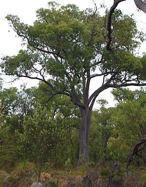 Archivo:Greenmount Hill National Park Jarrah Tree
