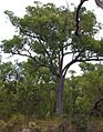 Greenmount Hill National Park Jarrah Tree