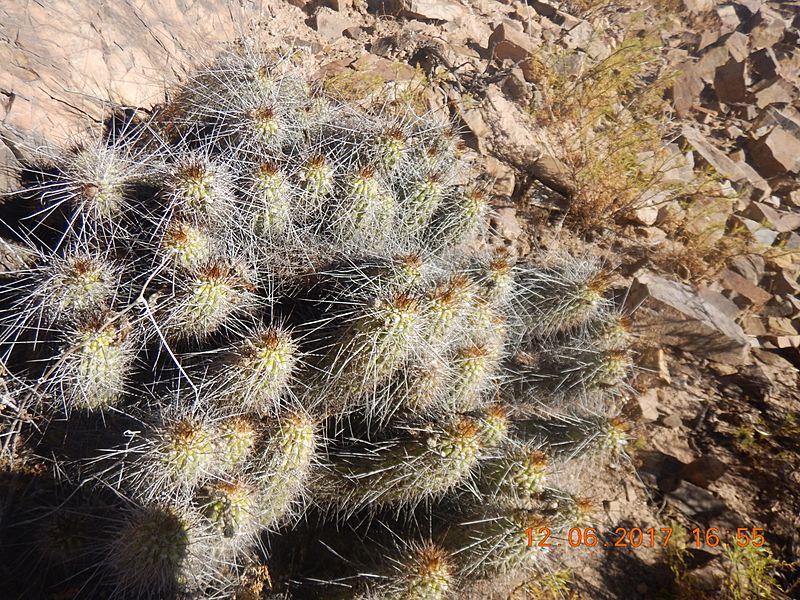 Haageocereus fascicularis tarapaca
