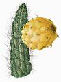 Harrisia portoricensis The Cactaceae