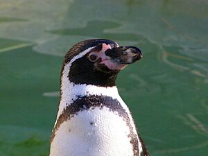 Archivo:Humboldt Penguin (Spheniscus humboldti)-upper body