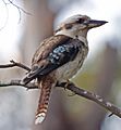 Kookaburra portrait