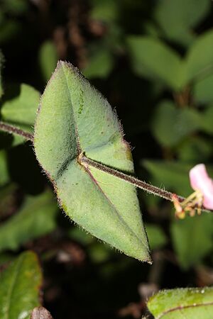 Archivo:Lonicera hispidula 3090