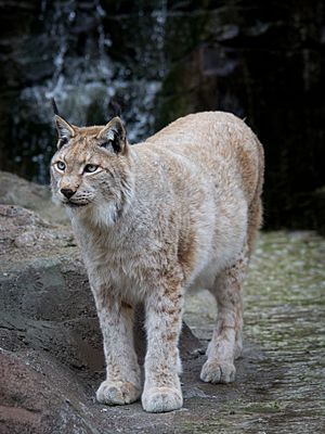 Archivo:Lynx lynx - 03