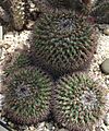 Mammillaria bocensis