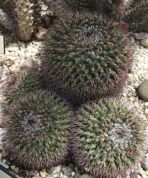 Archivo:Mammillaria bocensis