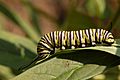 Monarch Butterfly Danaus plexippus Feeding Down 3008px