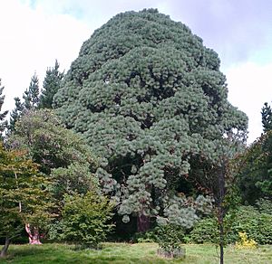 Archivo:Montezuma Pine at Sheffield Park