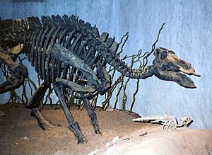 Archivo:Mounted Maiasaura - Copenhagen