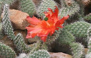 Archivo:Opuntia picardoi